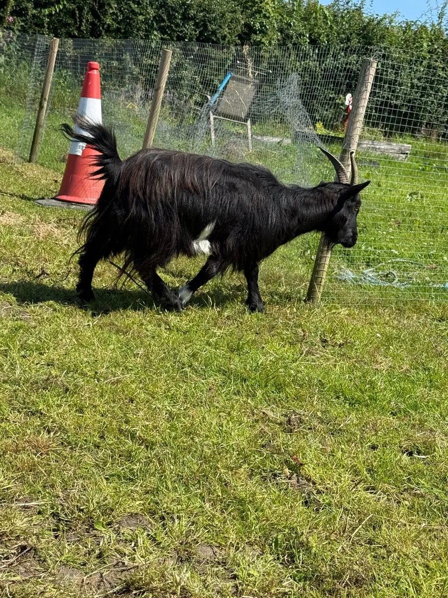 X2 Pygmy Goat x - Image 1