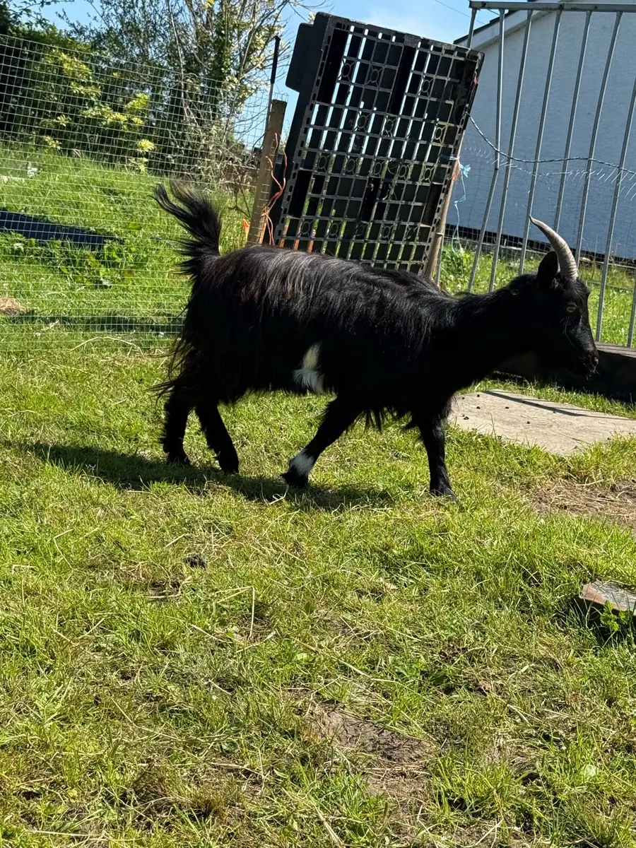 X2 Pygmy Goat x - Image 2