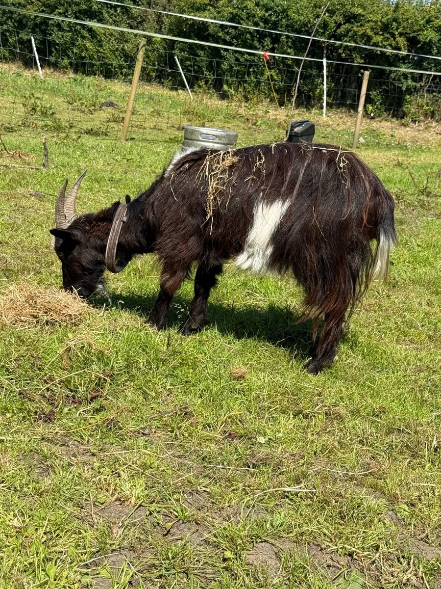 X2 Pygmy Goat x - Image 3