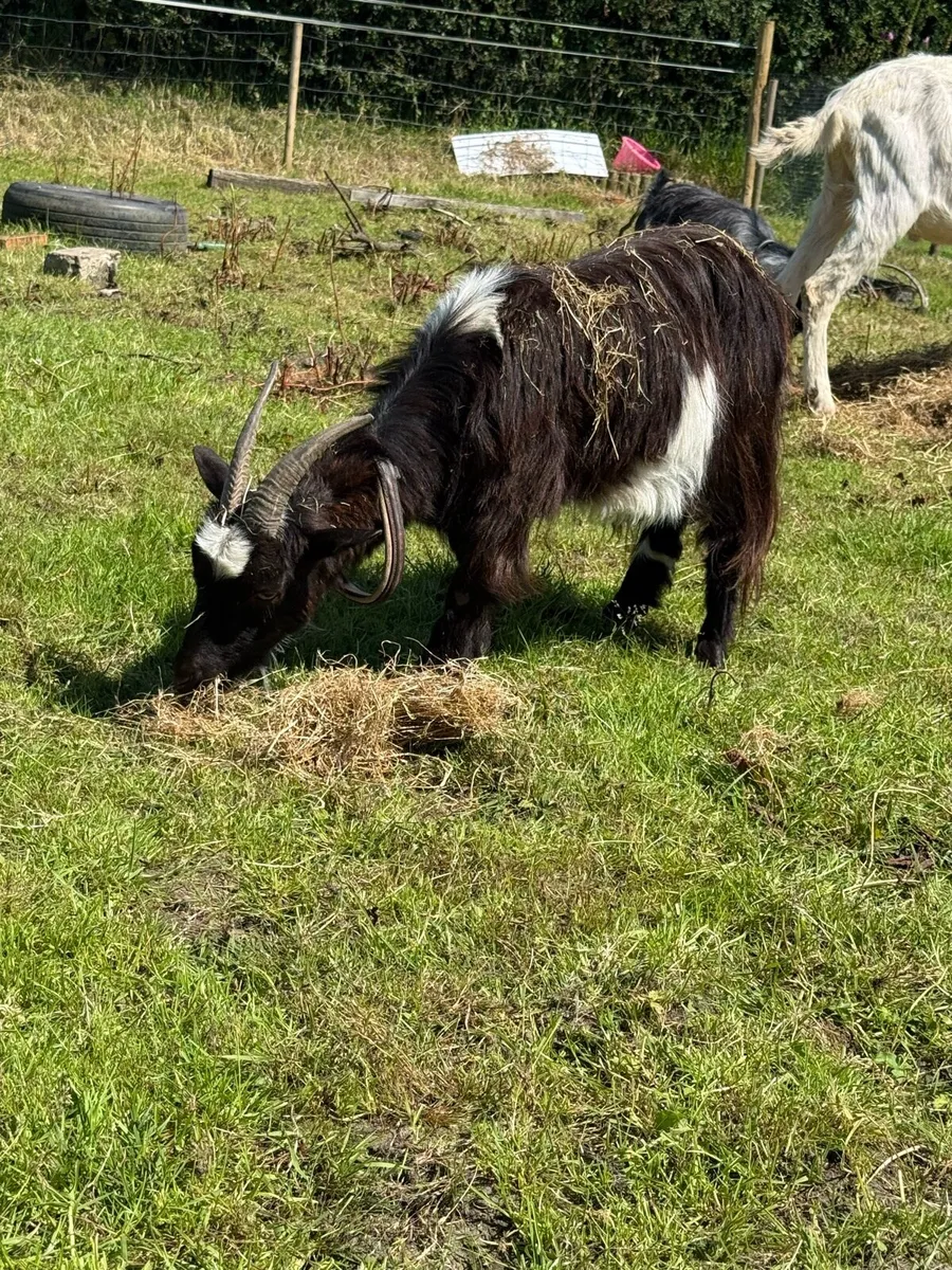 X2 Pygmy Goat x - Image 4