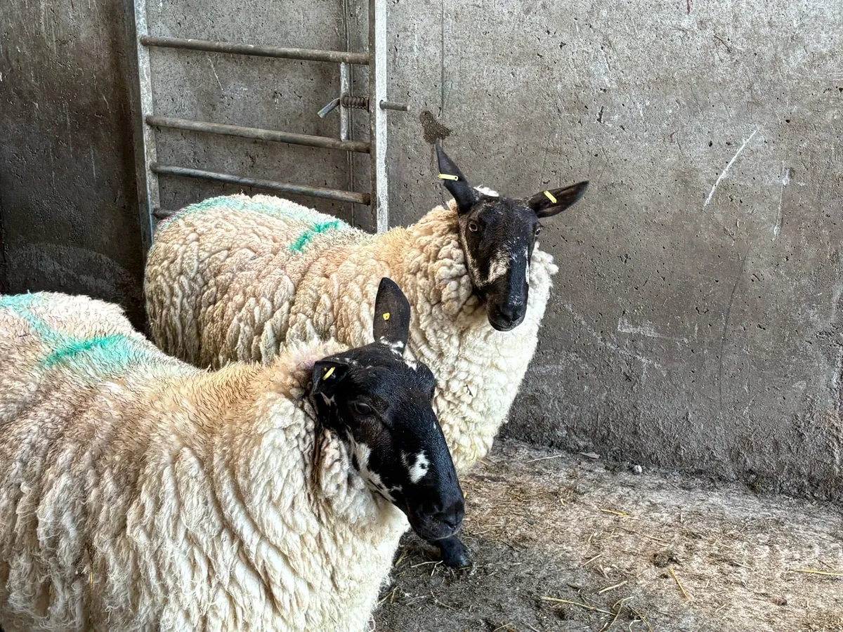 Sis Milford ram - Image 1