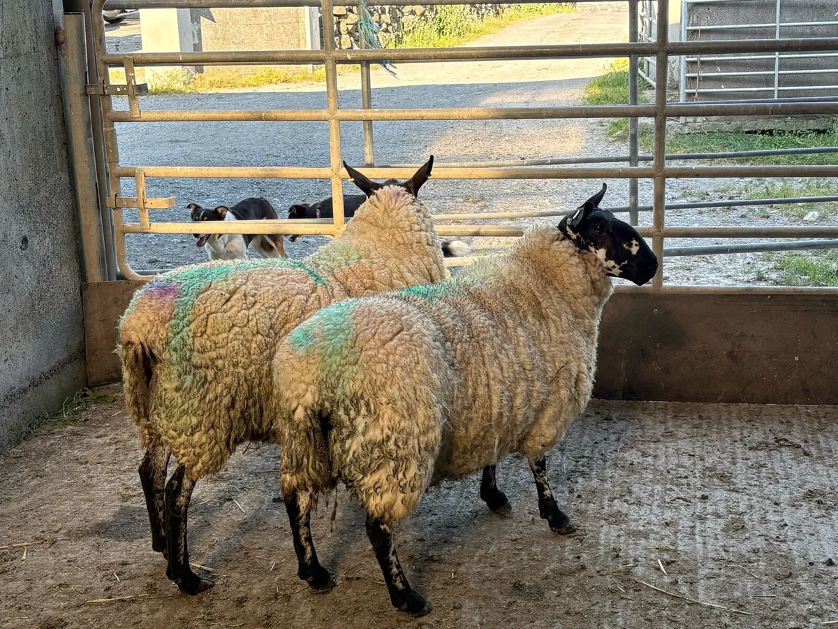 Sis Milford ram - Image 3