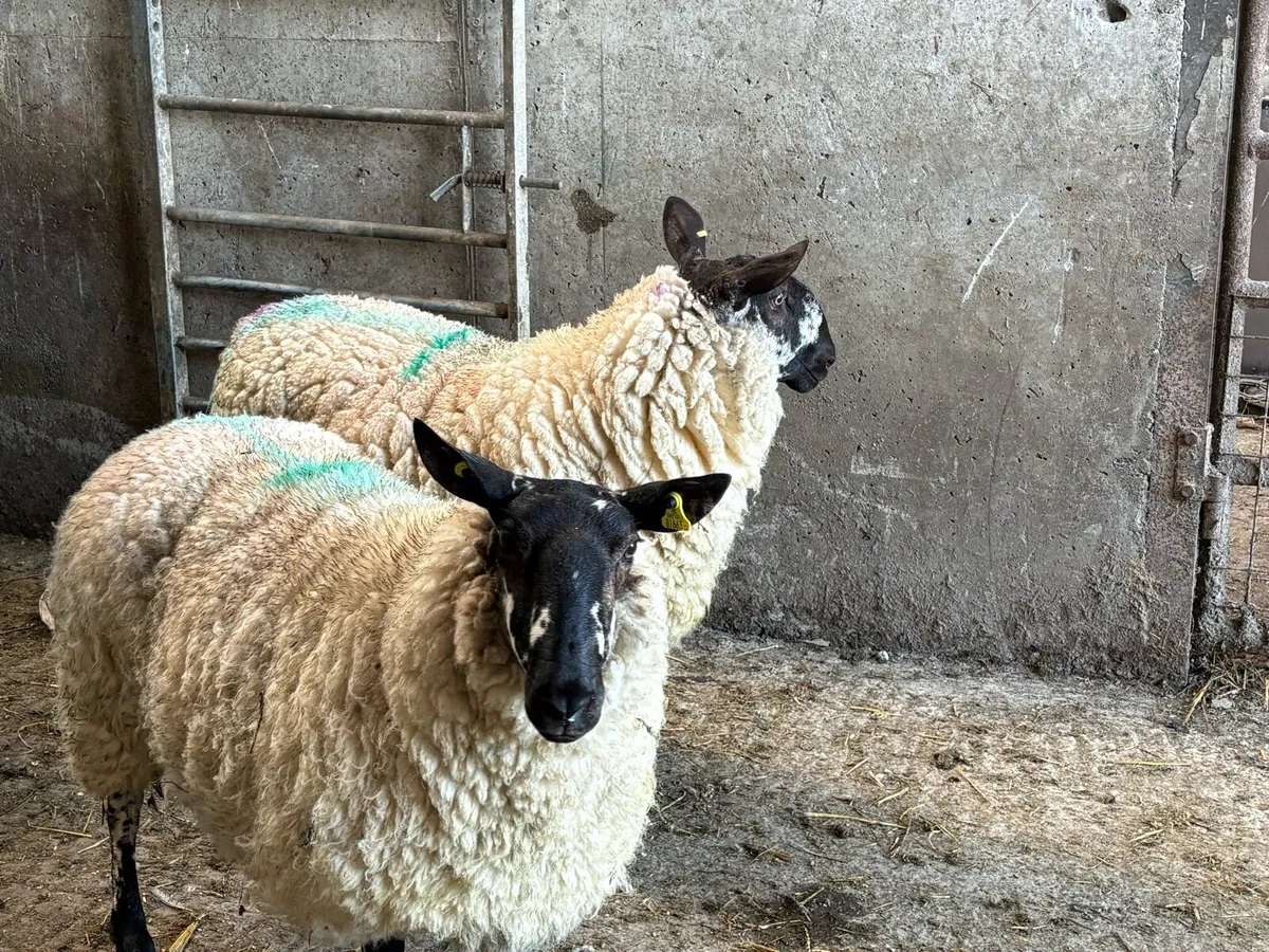 Sis Milford ram - Image 4