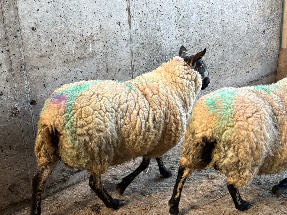 Sis Milford ram - Image 2