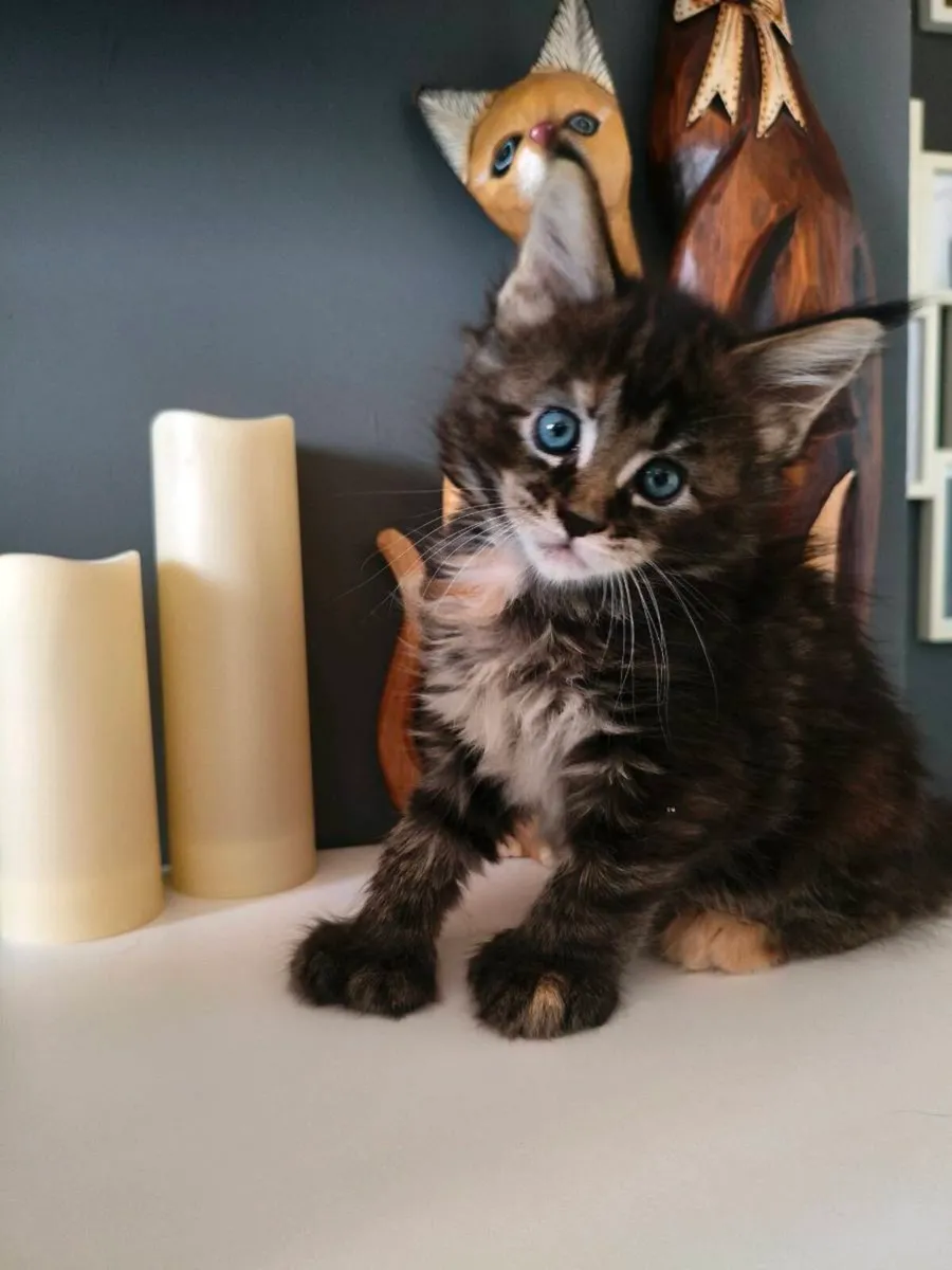 TICA registered polydactyl Maine coon girl - Image 3