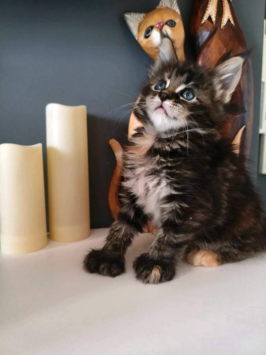 TICA registered polydactyl Maine coon girl - Image 4