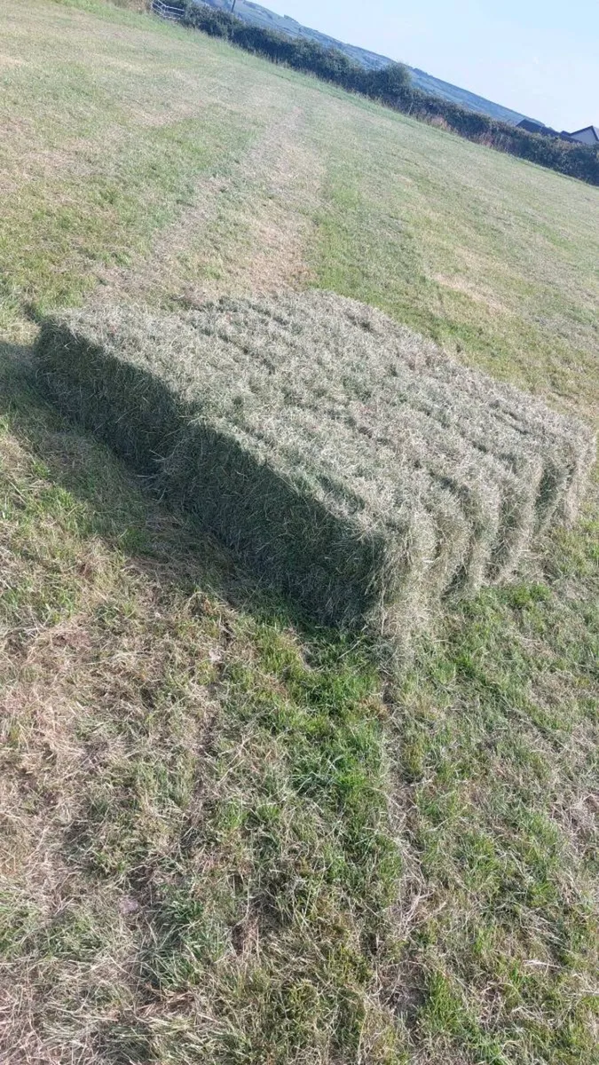 Top quality hay square bales - Image 3