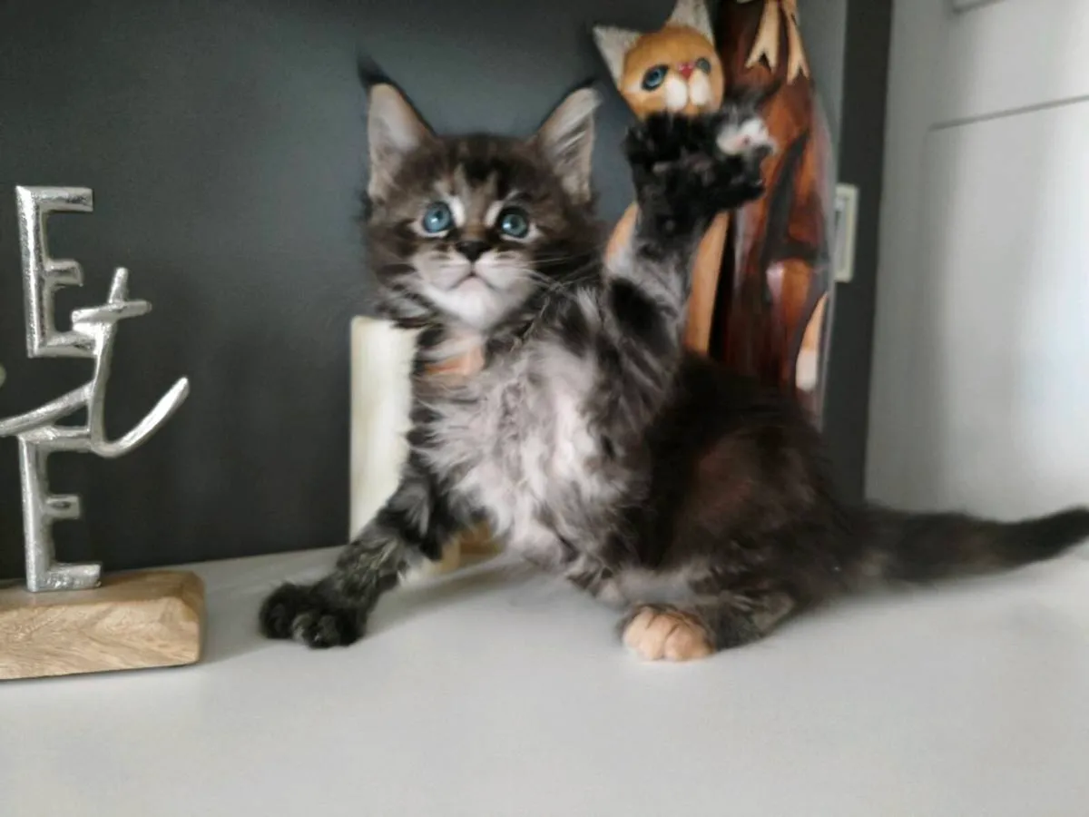TICA registered polydactyl Maine coon girl - Image 1