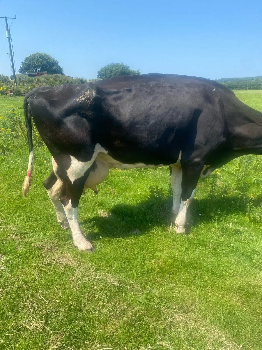 Fresian cow - Image 1