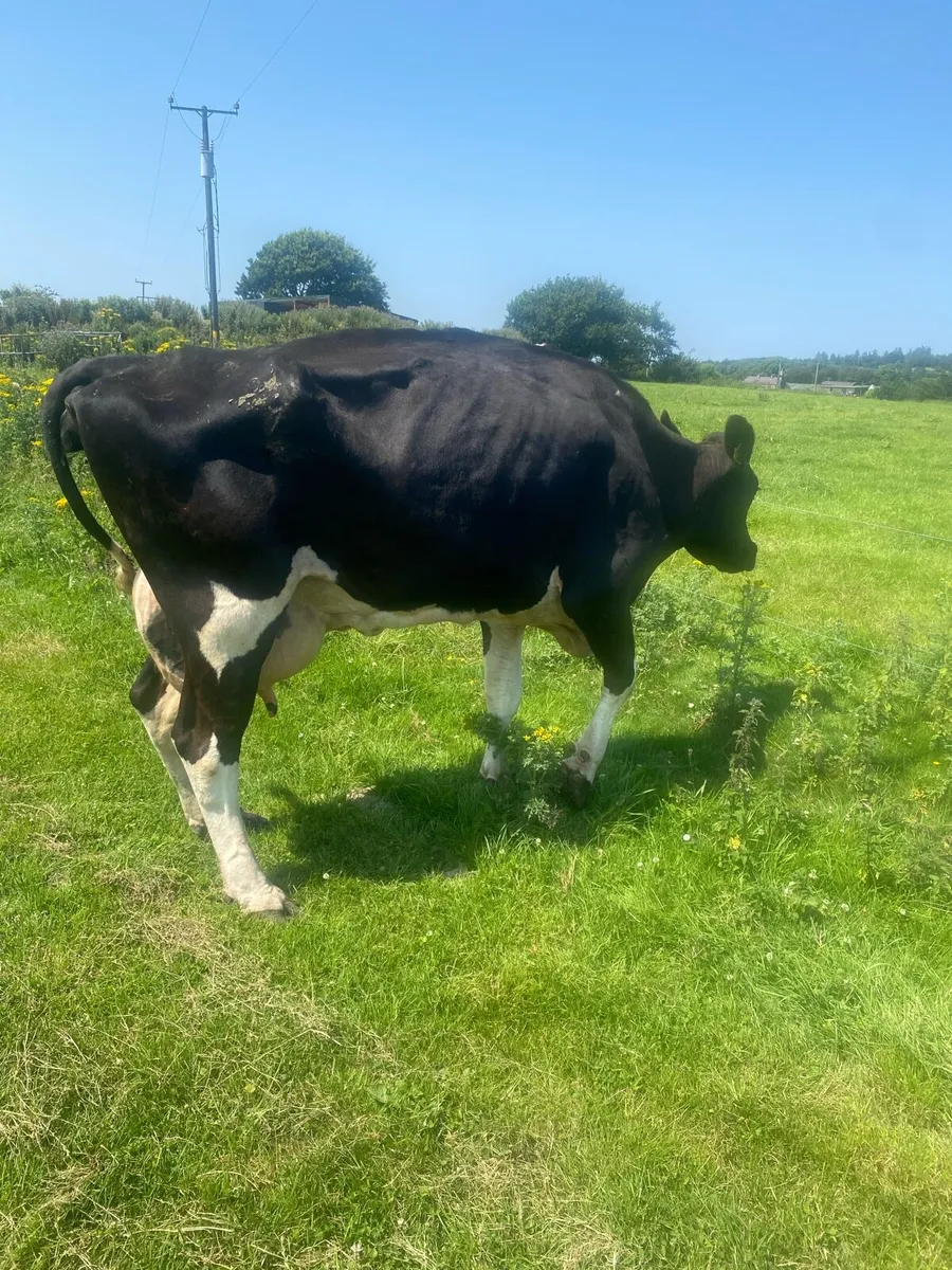Fresian cow - Image 2