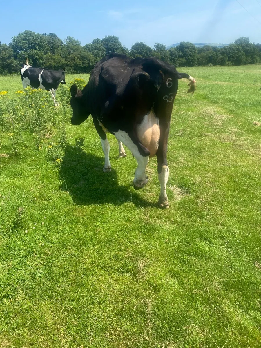 Fresian cow - Image 3