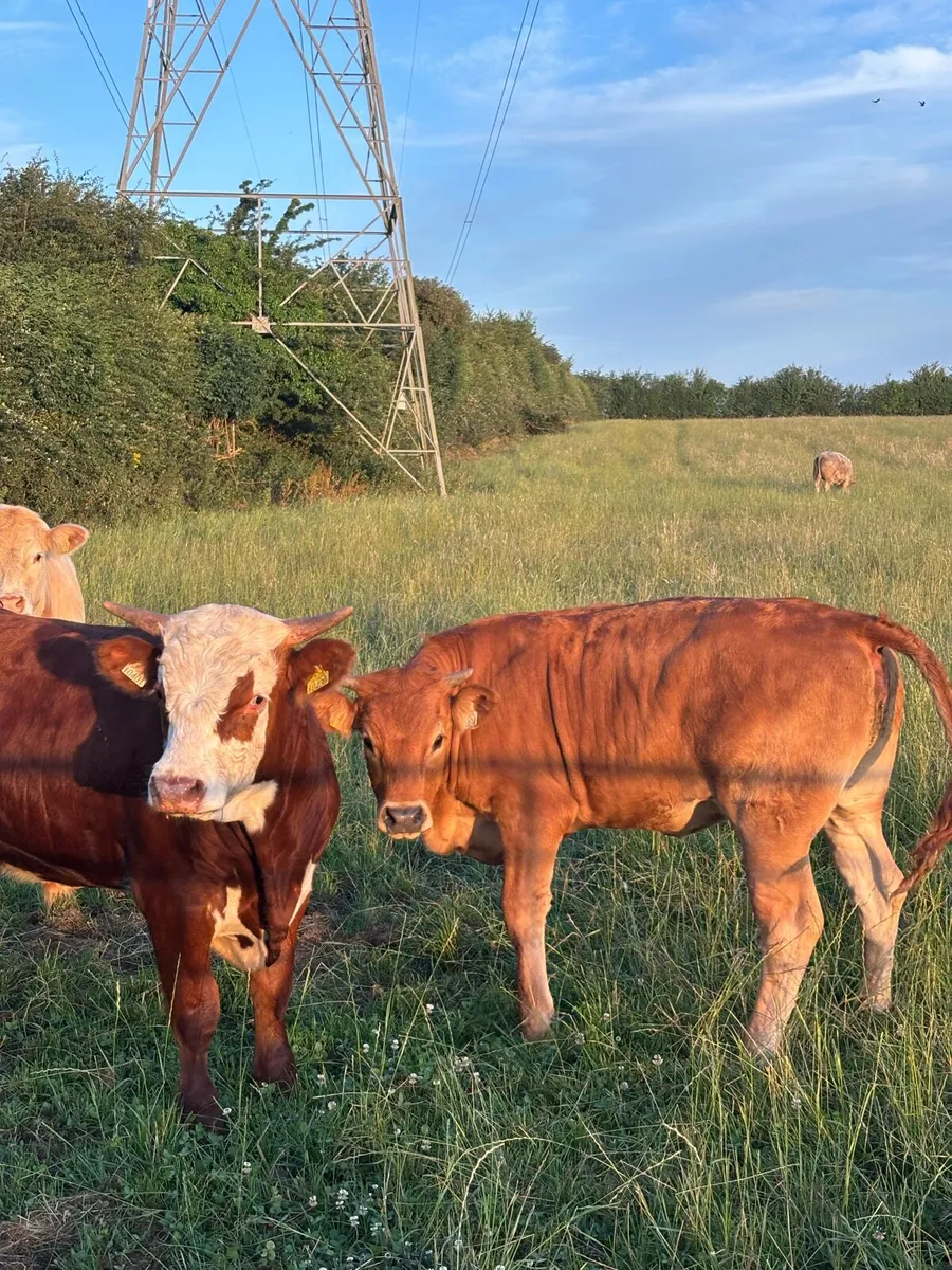 Cattle - Image 1