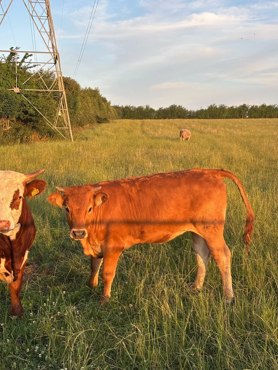 Cattle - Image 2