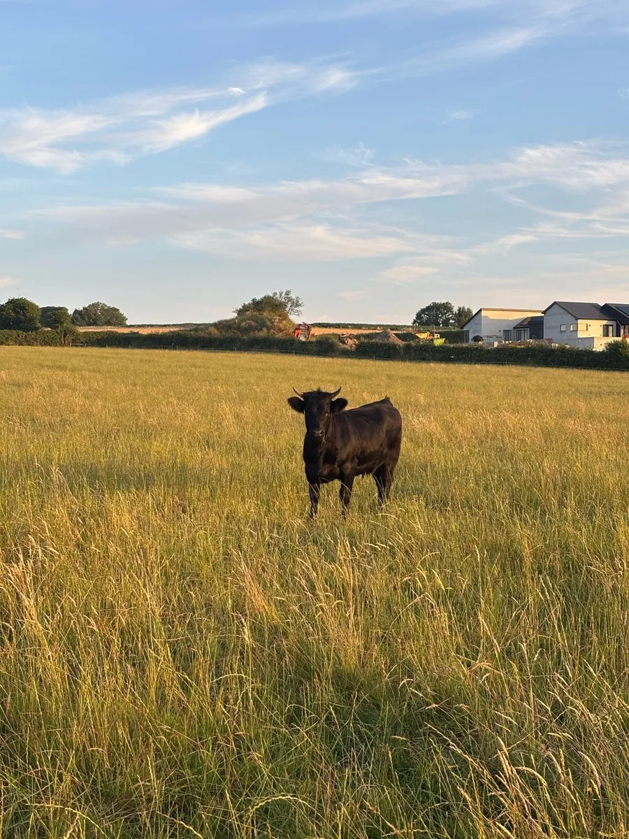 Cattle - Image 3