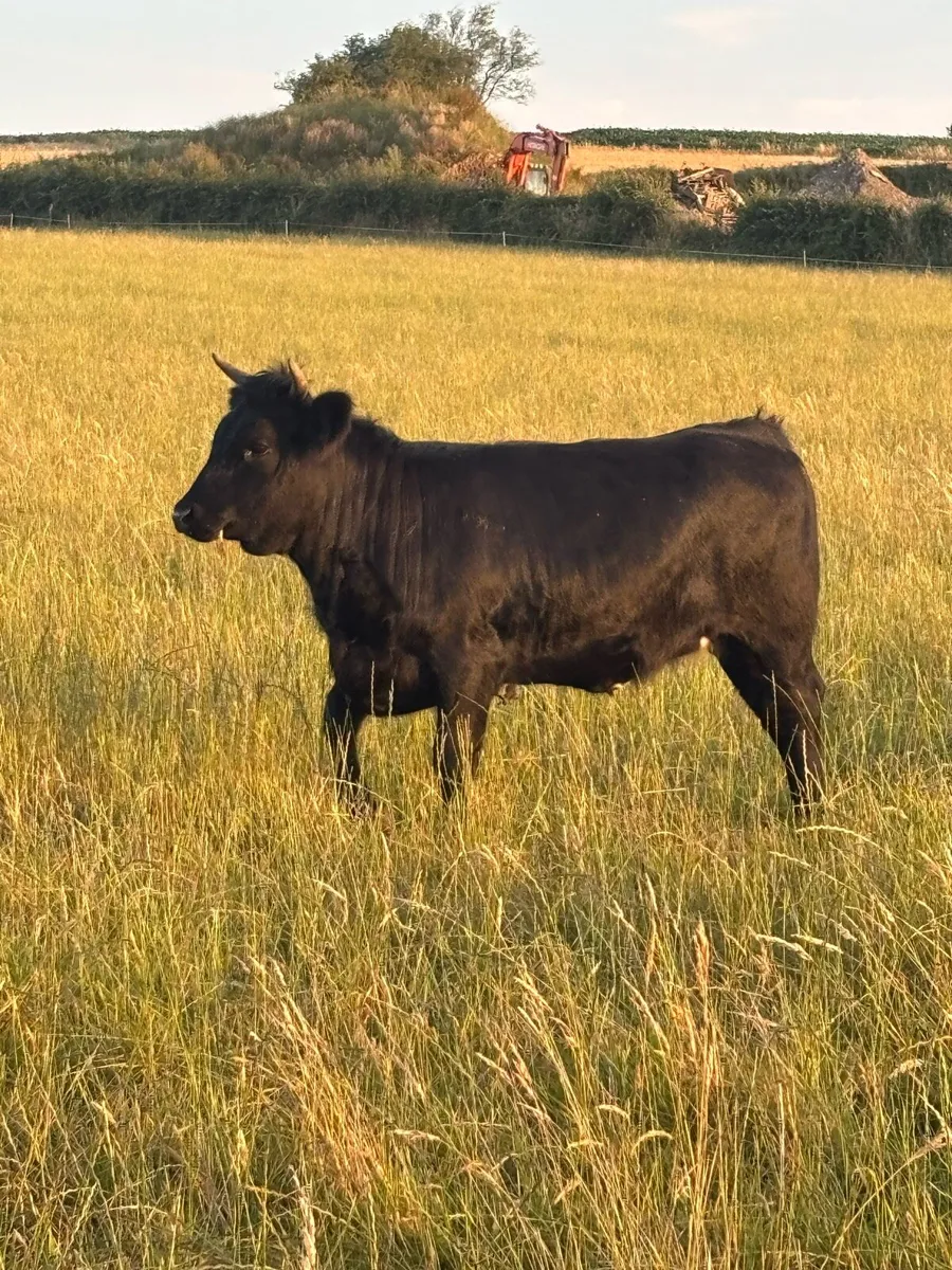 Cattle - Image 4
