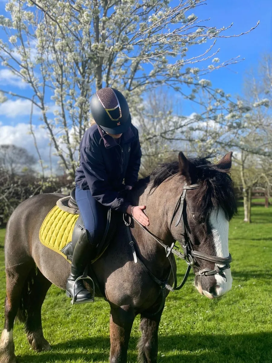 Pony for sale - Image 1