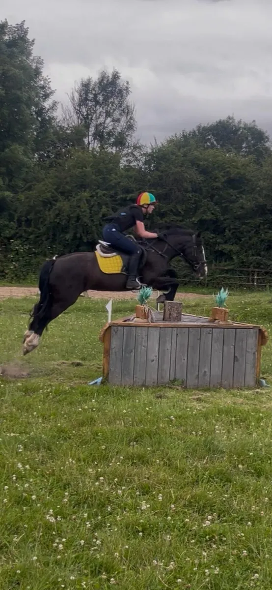 Pony for sale - Image 2