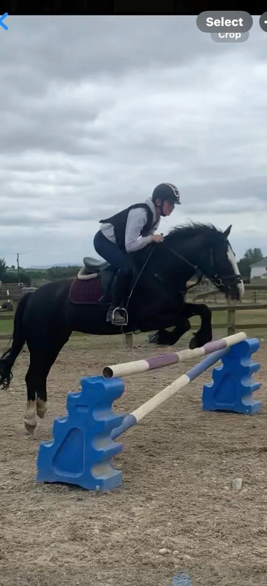 Pony for sale - Image 3