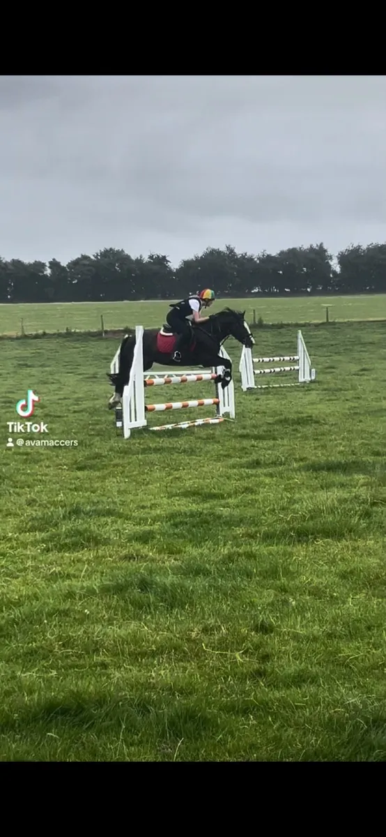 Pony for sale - Image 4