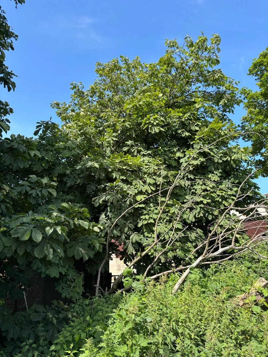 Mature Trees For Sale - Image 3