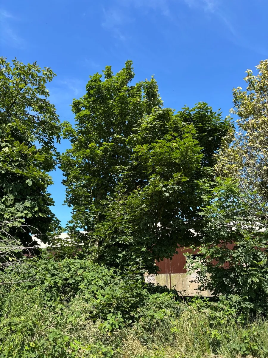Mature Trees For Sale - Image 4