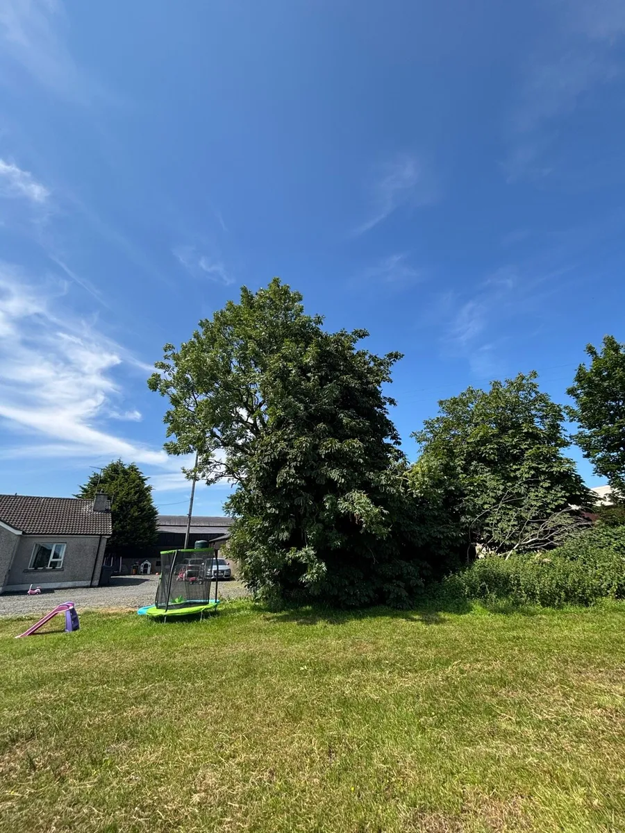Mature Trees For Sale - Image 2