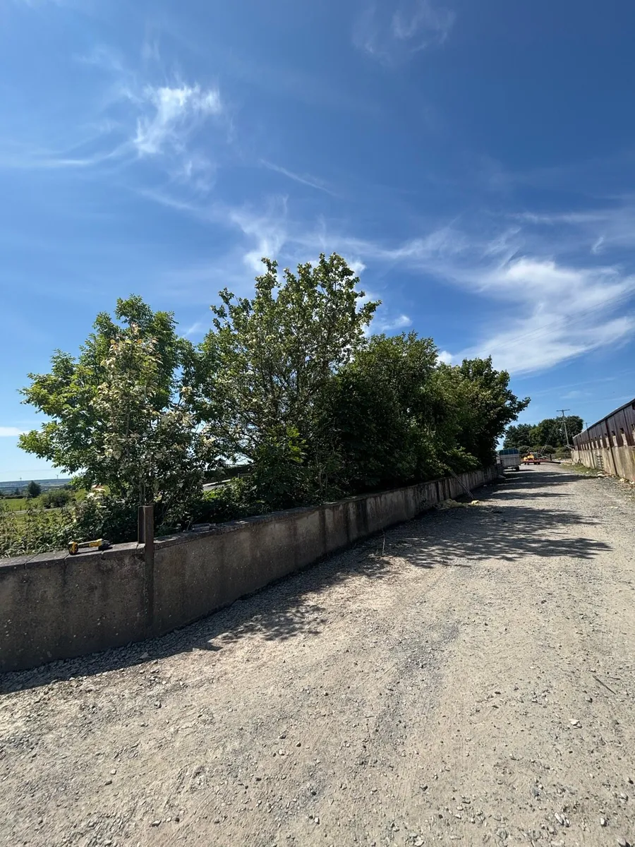 Mature Trees For Sale - Image 1