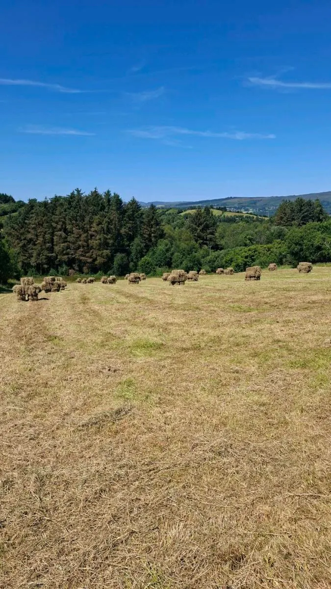 Hay - Image 1