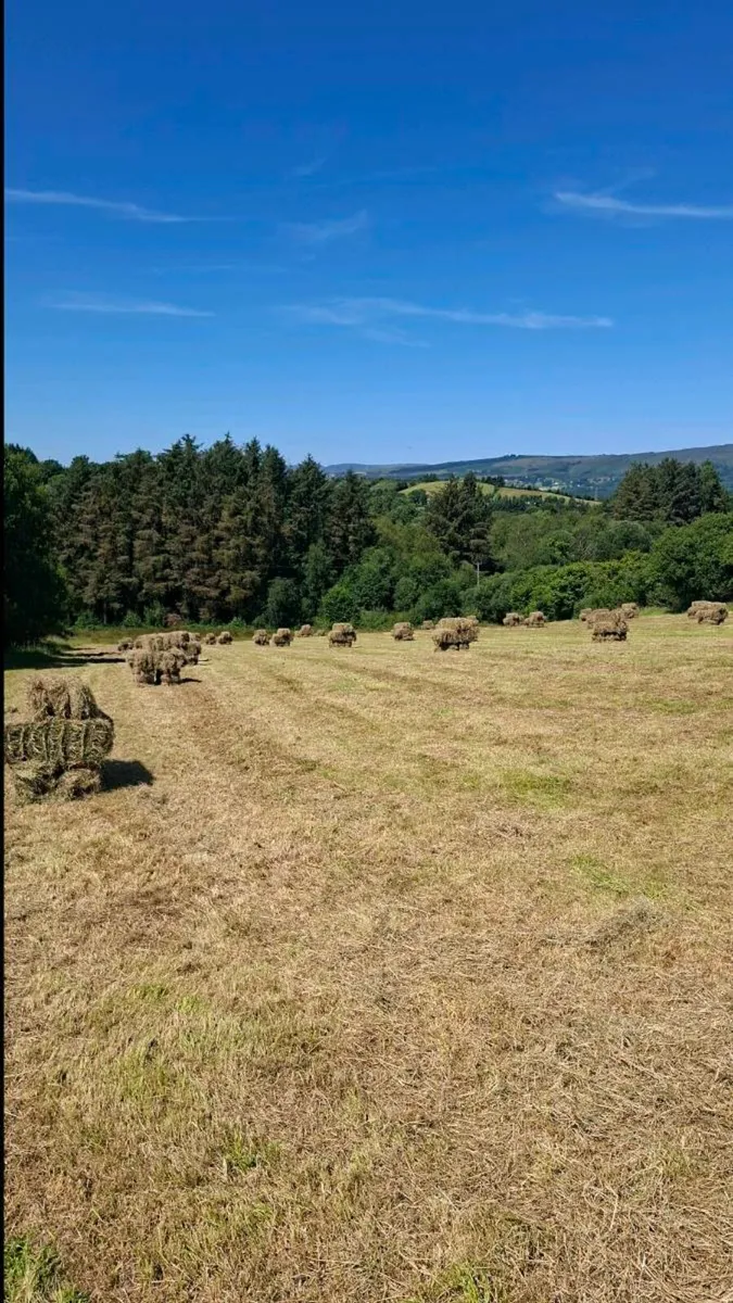Hay - Image 2