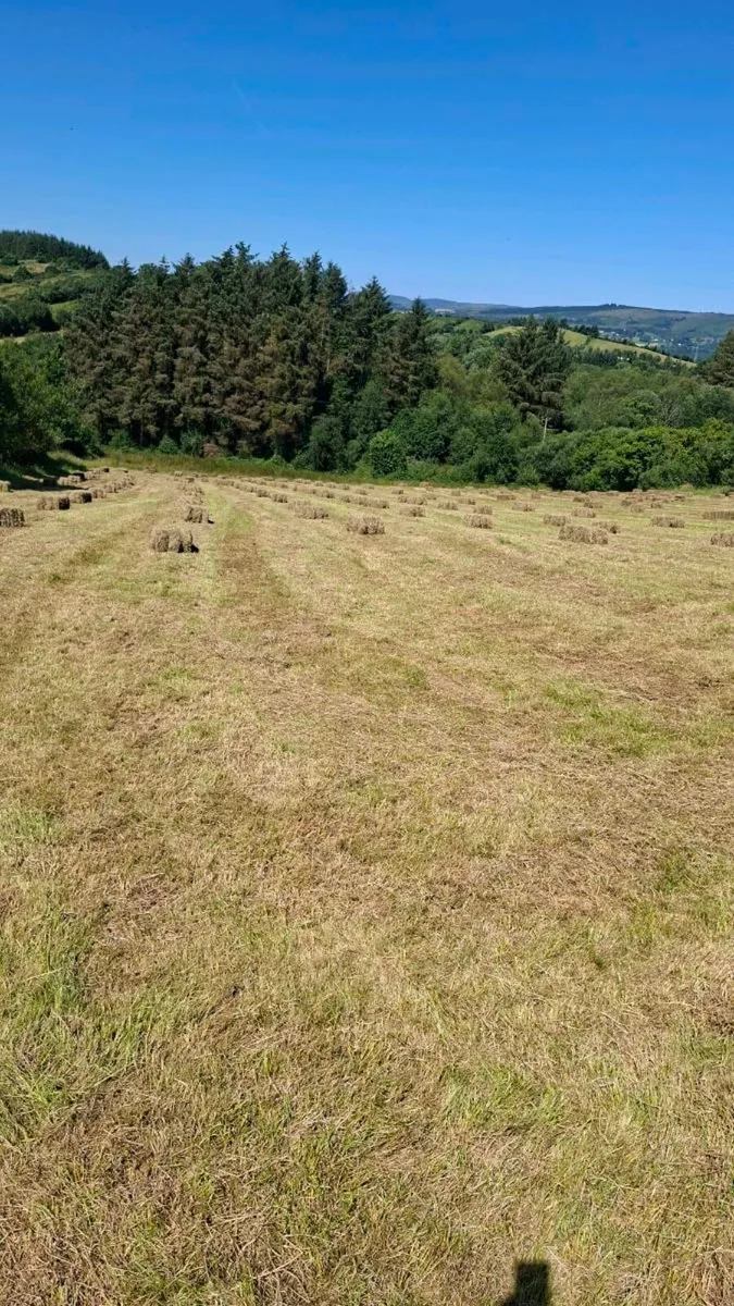 Hay - Image 3