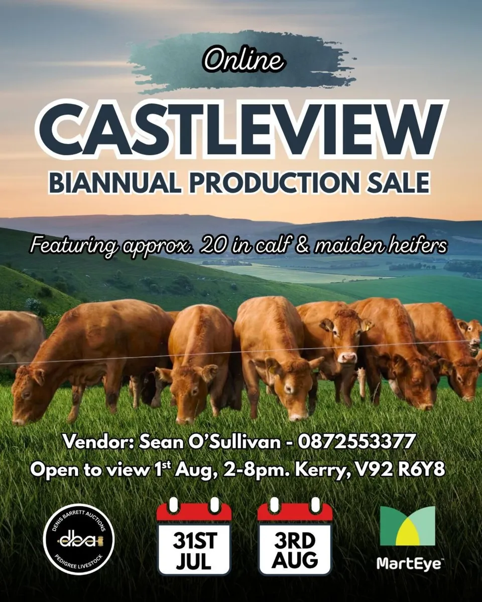 Castleview Limousin production sale - Image 1