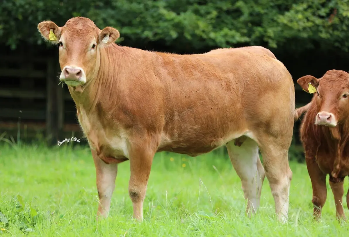 Castleview Limousin production sale - Image 4