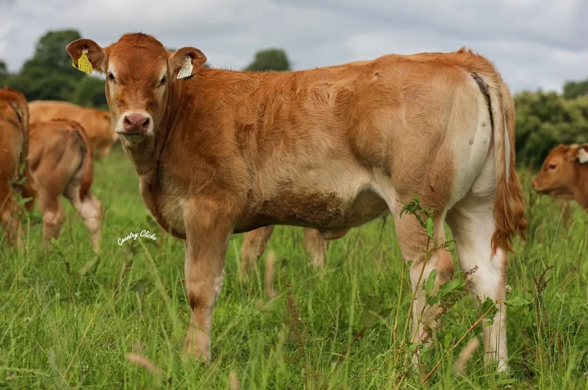 Castleview Limousin production sale - Image 2