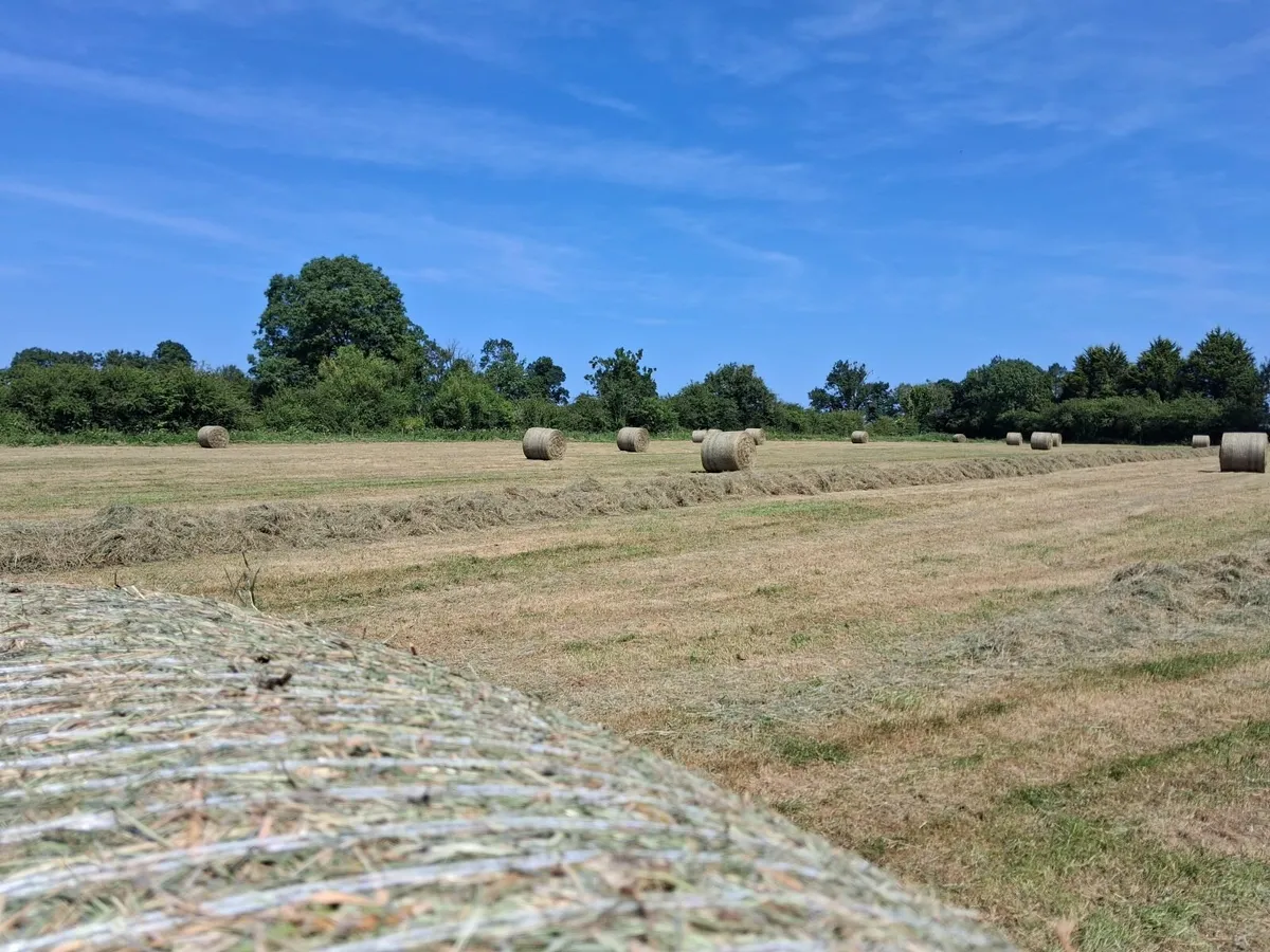 Hay - Image 1