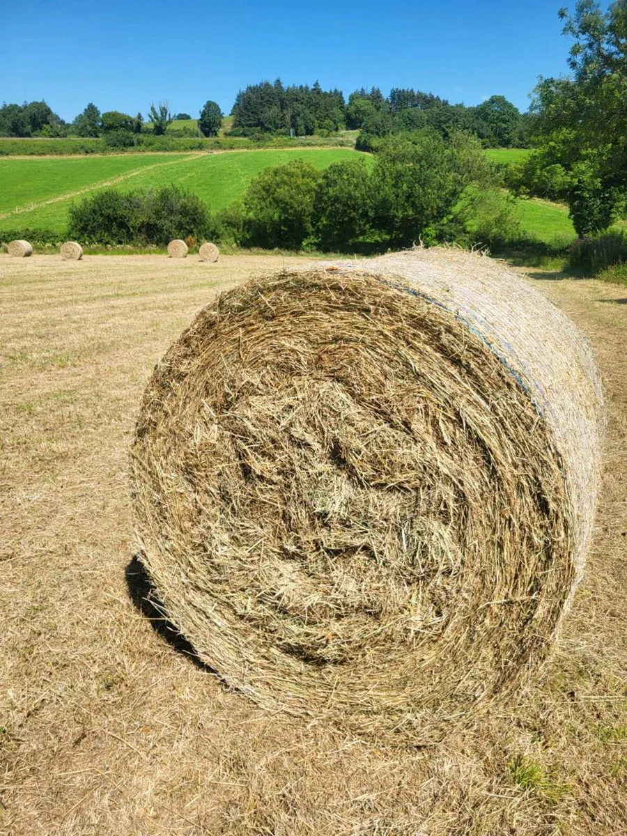 Round Bales Hay - Image 1