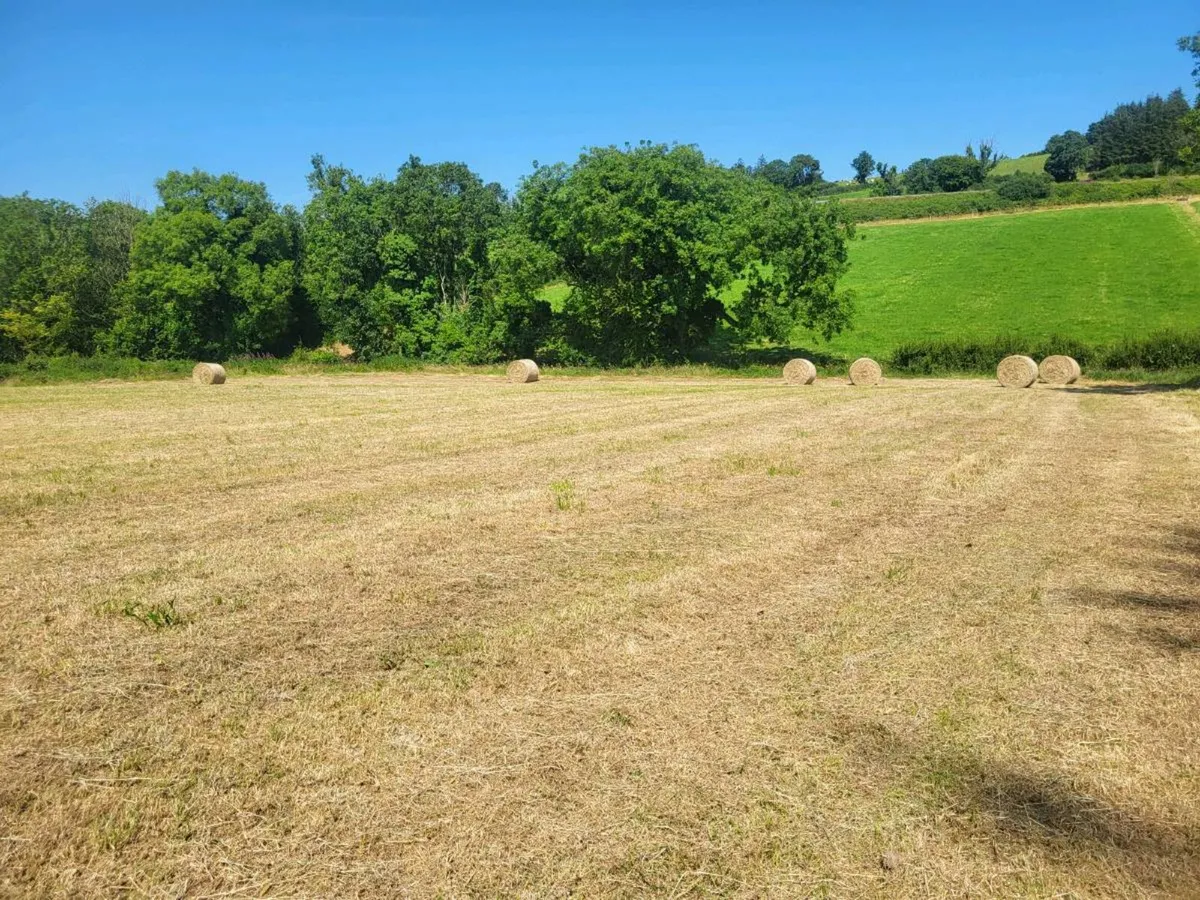 Round Bales Hay - Image 4