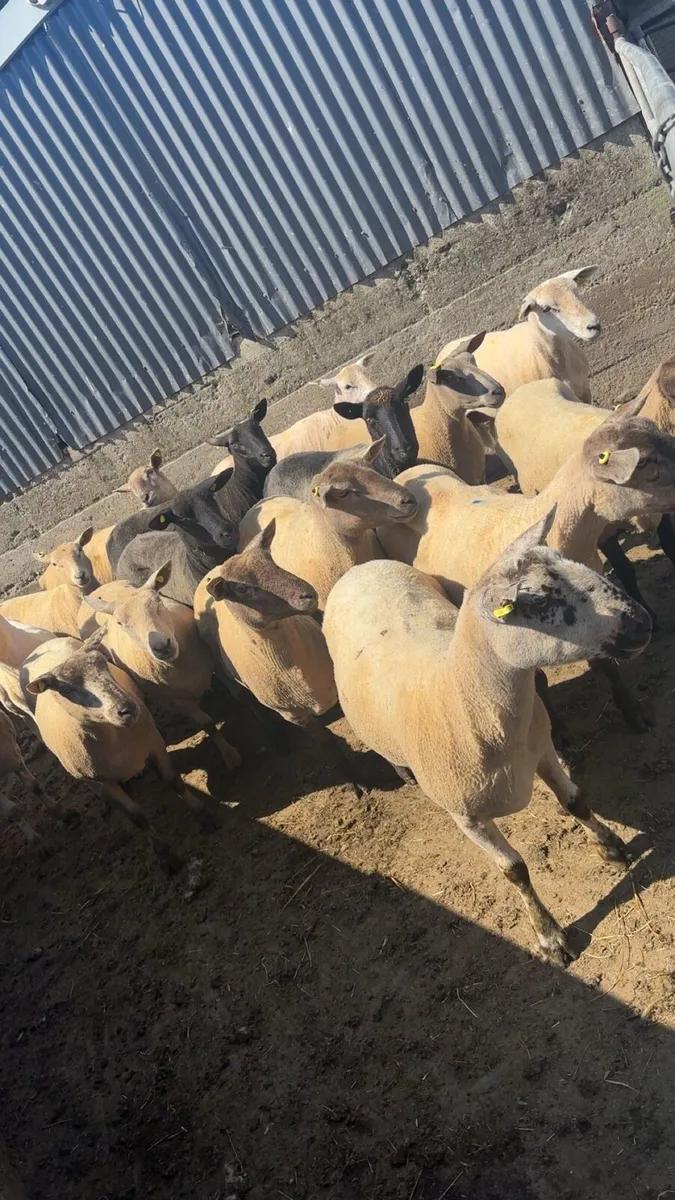 Sheep - Image 1
