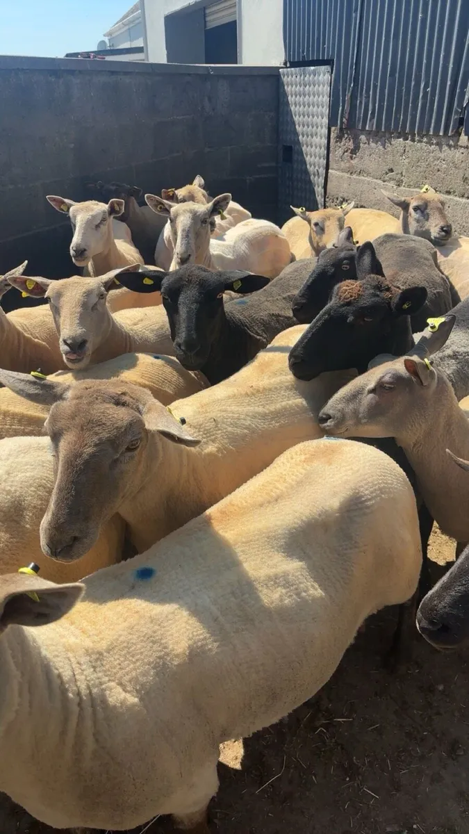 Sheep - Image 2