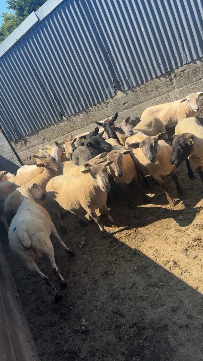 Sheep - Image 3