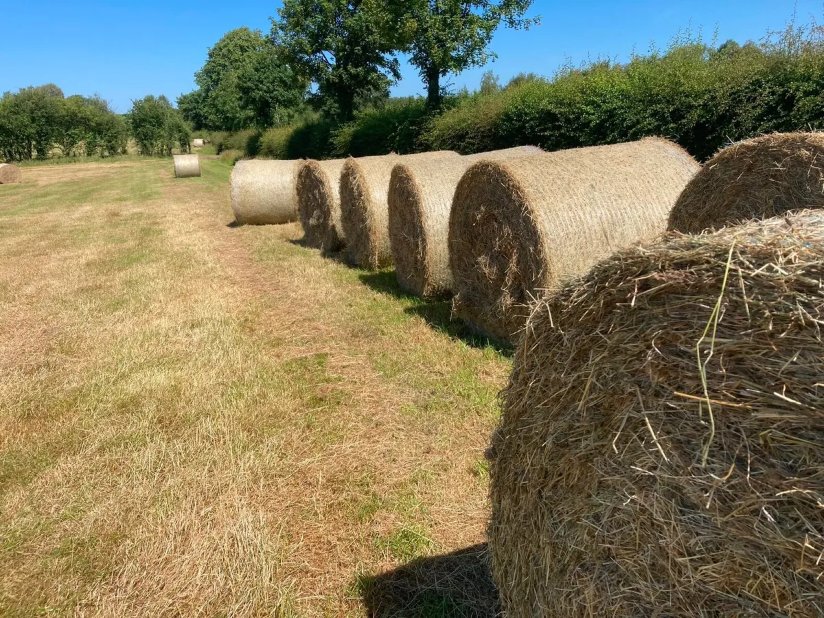 Hay - Organic hay for sale Seskinore - Image 1