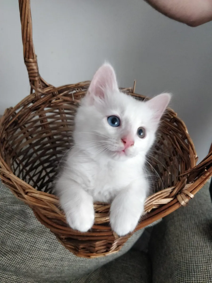 Gorgeous healthy  kittens - Image 1