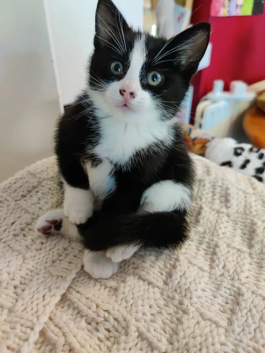 Gorgeous healthy  kittens - Image 4
