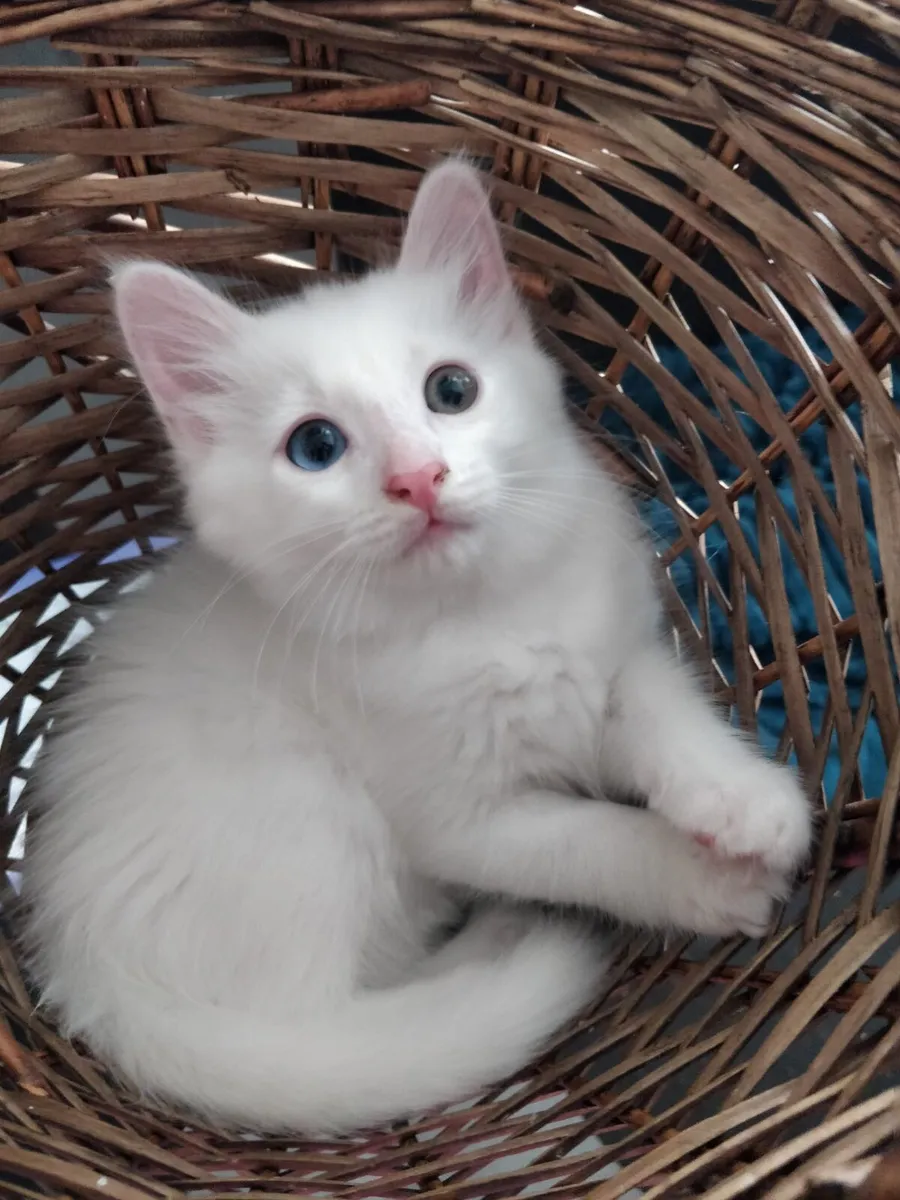 Gorgeous healthy  kittens - Image 2