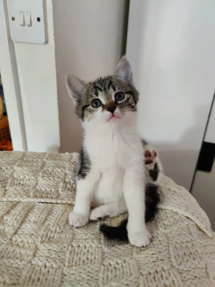 Gorgeous healthy  kittens - Image 3