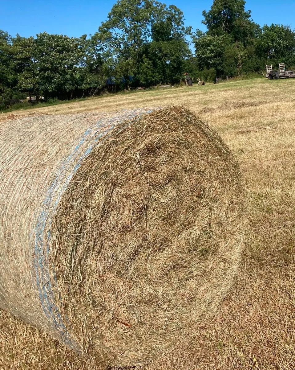 Hay - Organic hay for sale Seskinore - Image 4