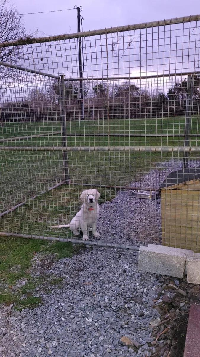 Dog run/kennel/galvanised fence - Image 2