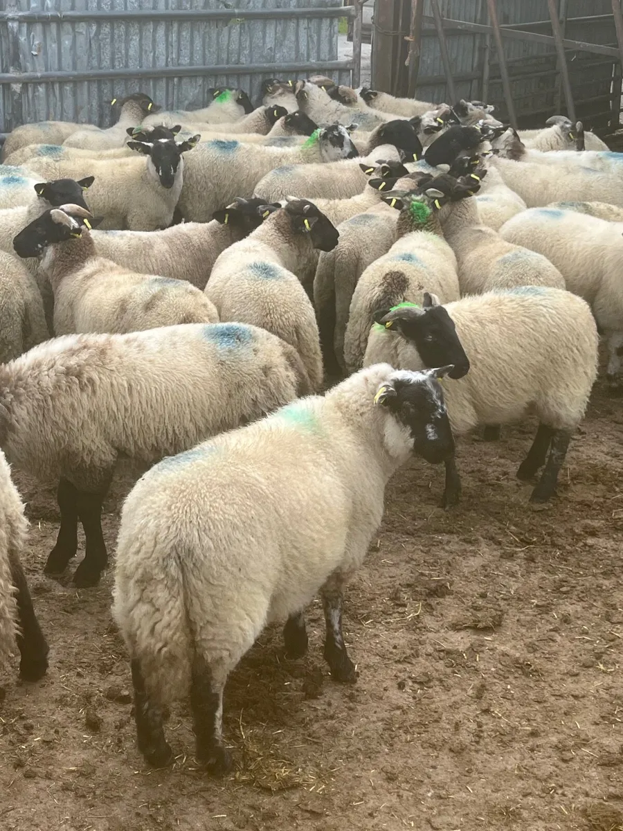 85 super Suffolk ram lambs - Image 2
