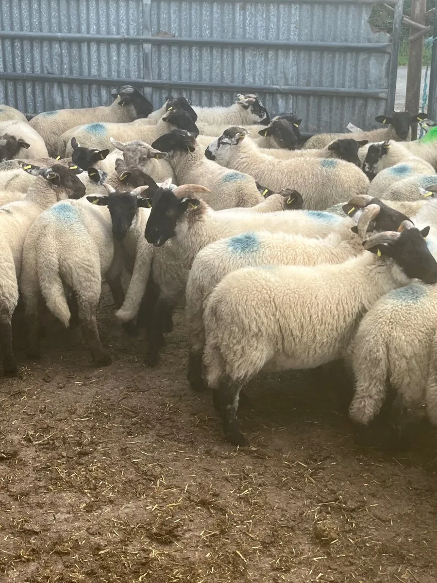 85 super Suffolk ram lambs - Image 3