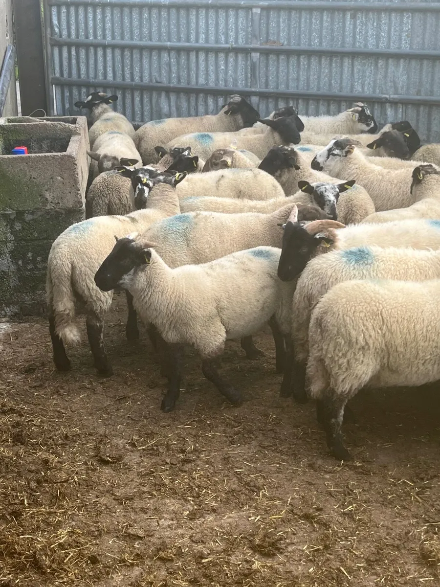 85 super Suffolk ram lambs - Image 4