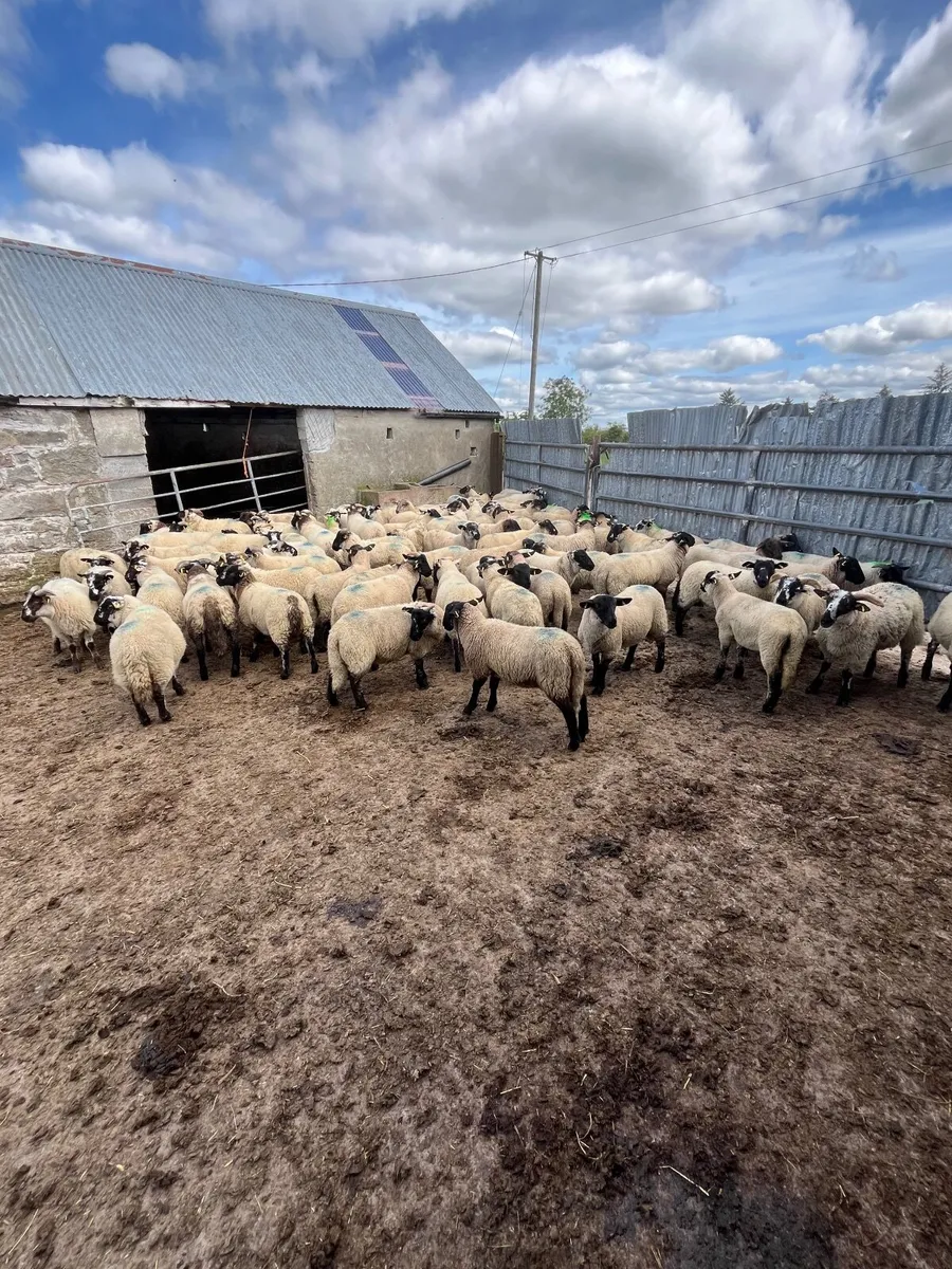 85 super Suffolk ram lambs - Image 1